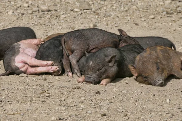 Cerdos Explotación Sobre Fondo Natural — Foto de Stock