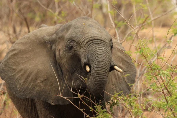 Слон Сафари Танзании Selous Game Reserve Солнечный День — стоковое фото