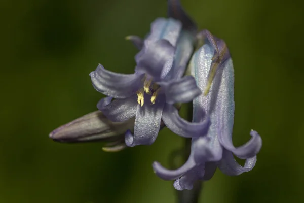 Bel Colpo Botanico Carta Parati Naturale — Foto Stock