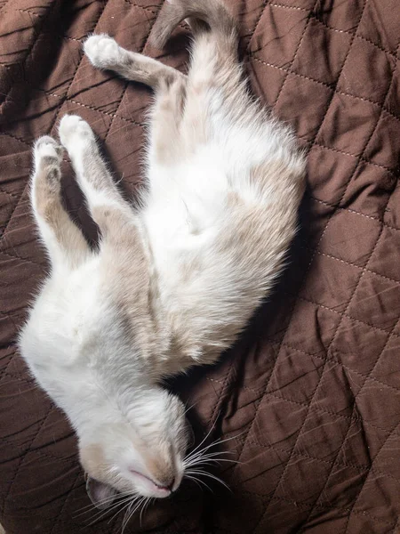 Yumuşak Bir Battaniyeye Uzanmış Tüylü Bir Kedinin Dikey Görüntüsü — Stok fotoğraf