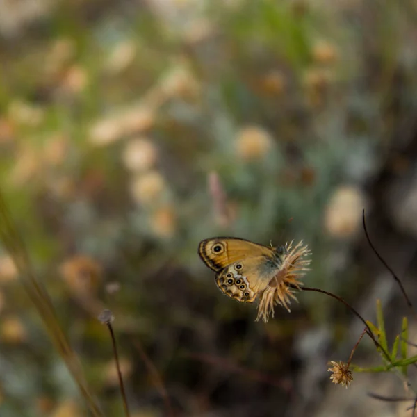 浅褐色蝴蝶在模糊的背景上的浅浅的焦点 — 图库照片