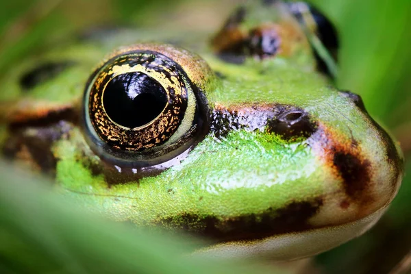 Macro Shot Beautiful Frog Looking Distance — Foto Stock