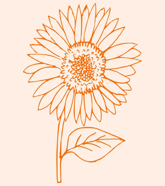 Dibujo Boceto Semillas Aceite Flor Famosa Sun Flower Esquema Editable — Archivo Imágenes Vectoriales