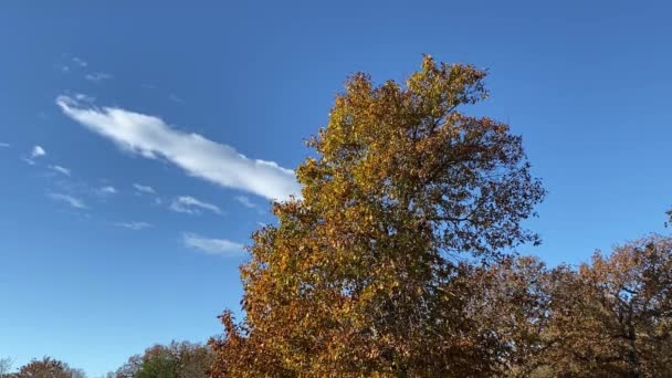 Herbstlandschaft Mit Bäumen Und Blauem Himmel — Stockvideo