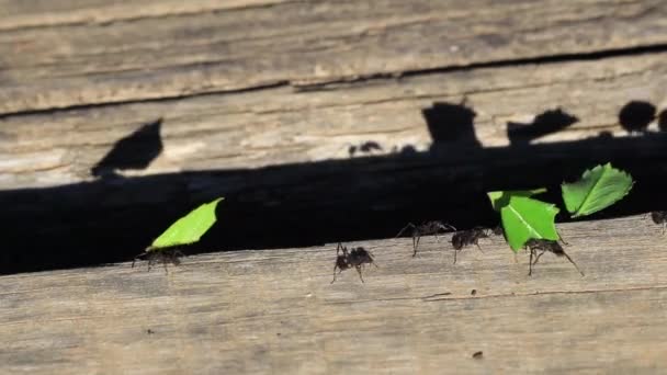 Detailní Záběry Mravenců Dřevěné Ploše — Stock video