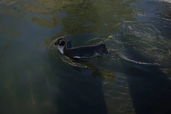 Галапагоський Пінгвін Плаває Озері — стокове фото