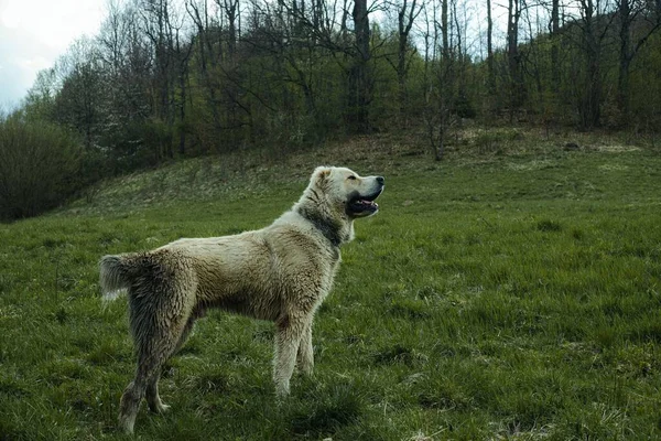 Anjing Hutan — Stok Foto