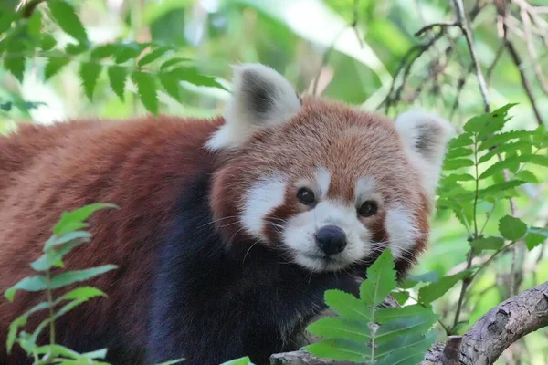 Ağaçtaki Kırmızı Panda — Stok fotoğraf