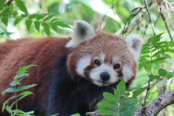 树上的红熊猫 — 图库照片