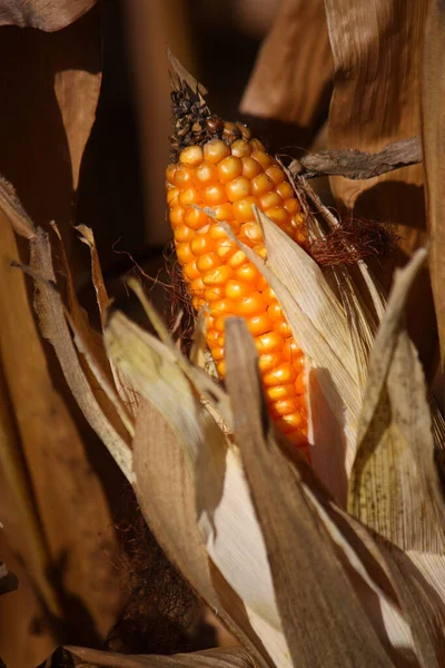 Egy Közelkép Egy Érett Kukoricacsutkáról Mezőn — Stock Fotó