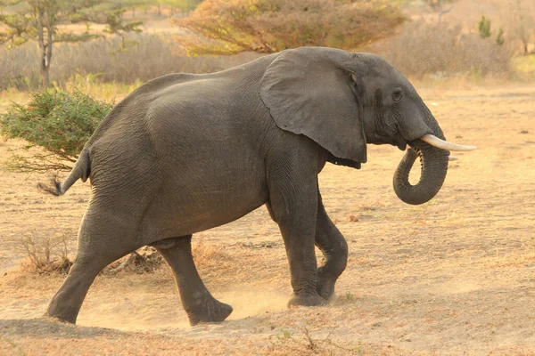 在一个阳光灿烂的日子里 一头大象在坦桑尼亚的狩猎保护区里 — 图库照片