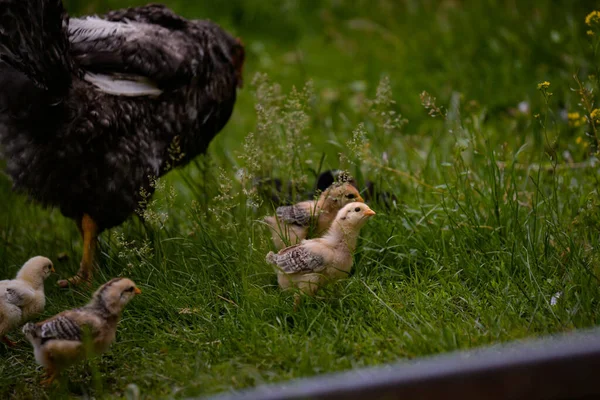 Kuře Kuřaty Farmě — Stock fotografie