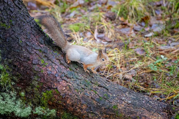 Esquilo Cauda Arbustiva Tronco Árvore — Fotografia de Stock