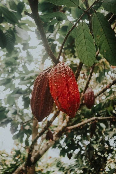 Roter Granatapfel Baum — Stockfoto