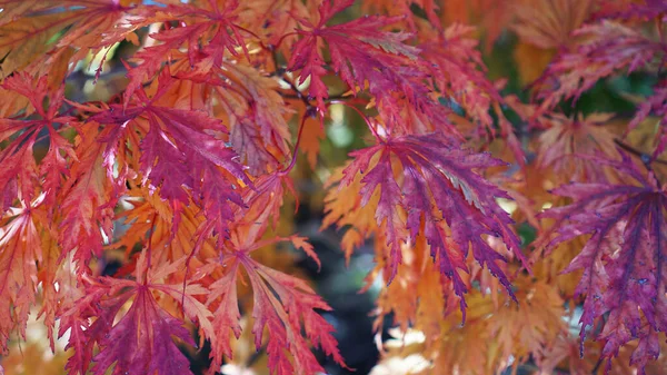 Eine Nahaufnahme Von Roten Ahornblättern Herbst — Stockfoto