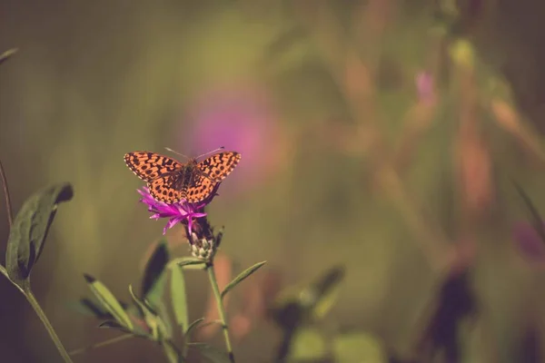 Beau Papillon Sur Une Fleur — Photo