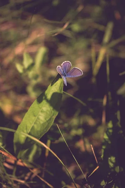 Vacker Lila Blomma Skogen Natur Bakgrund — Stockfoto