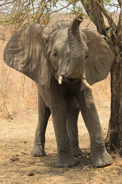 Ein Elefant Bei Der Safari Tansania Selous Game Reserve Einem — Stockfoto