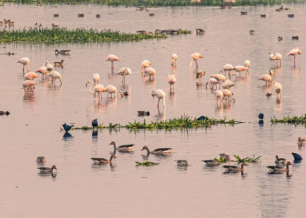 Ein Schöner Blick Auf Viele Bunte Flamingos Vögel Zusammen See — Stockfoto