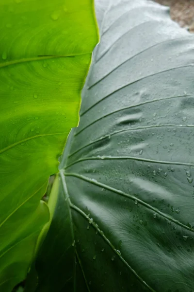 Closeup Inclined Shot Big Green Leaves Rain Drops — Stock Photo, Image