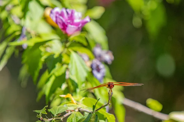 绿色植物上美丽的蜻蜓 — 图库照片
