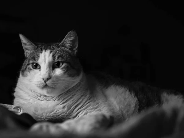 Close Escala Cinza Adorável Gato Linho Olhando Atentamente Para Algo — Fotografia de Stock