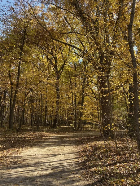 Uma Trilha Condado Cook Illinois Forest Preserve Final Tarde Outono — Fotografia de Stock