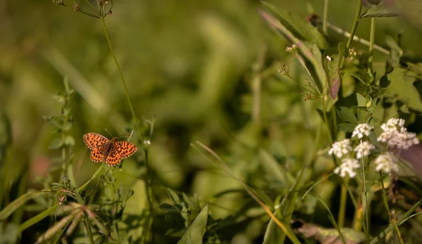 Schöner Schmetterling Auf Einer Blume Auf Naturhintergrund — Stockfoto