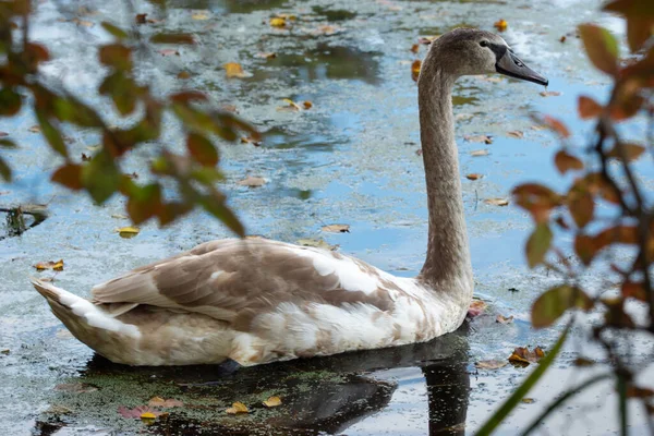 Schöner Schwan Wasser — Stockfoto