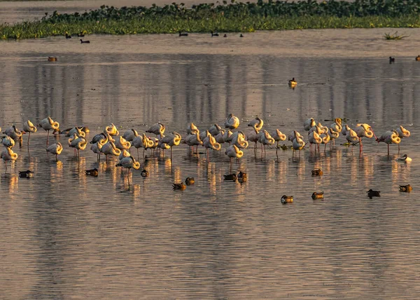 许多火烈鸟的美丽景色 是它们夜晚在湖中睡觉的时间 — 图库照片
