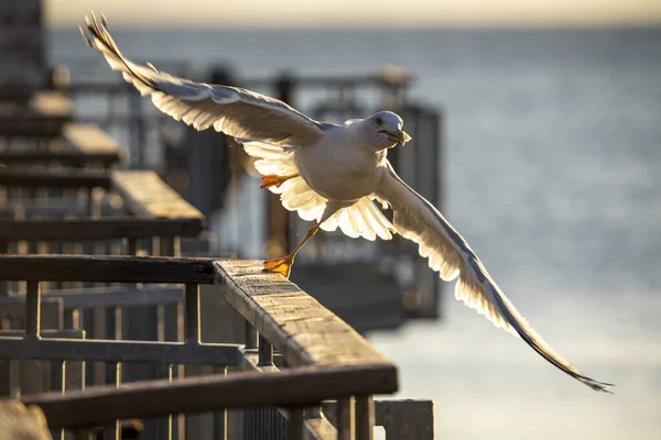 Uma Gaivota Tirar Corrimão Segurar Pedaço Pão Bico — Fotografia de Stock