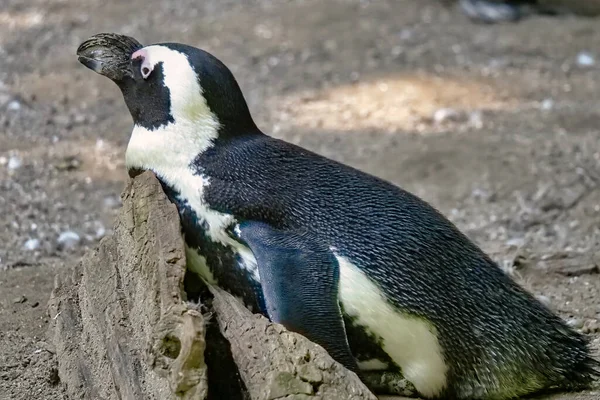 动物园里的一对企鹅 背景是自然的 — 图库照片