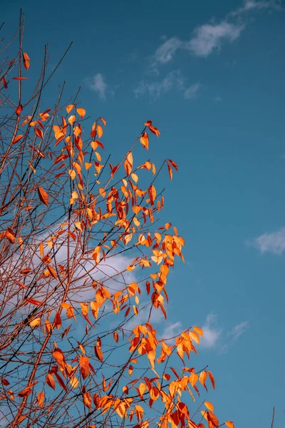 Belo Tiro Galhos Árvore Com Folhas Coloridas Durante Outono — Fotografia de Stock