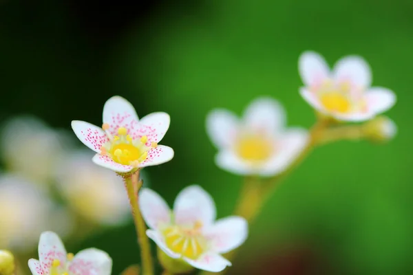 Selective Focus Shot Delicate Tiny White Flowers Meadow — 图库照片