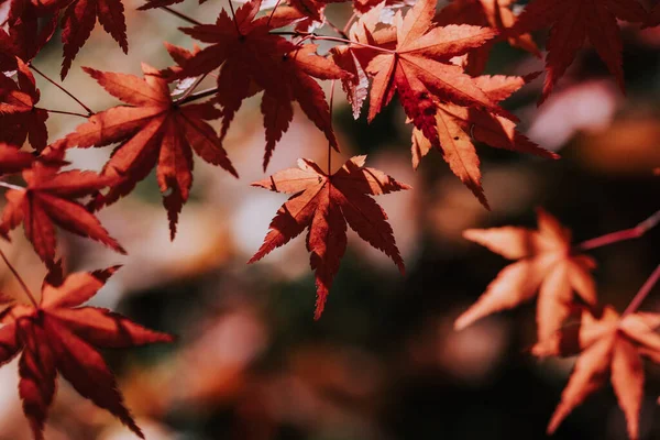 Een Close Shot Van Bladeren Tijdens Herfst — Stockfoto
