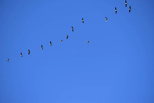 Низький Кут Пострілу Купа Птахів Летять Чистому Небі — стокове фото
