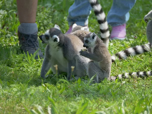 Lémuriens Dans Zoo — Photo