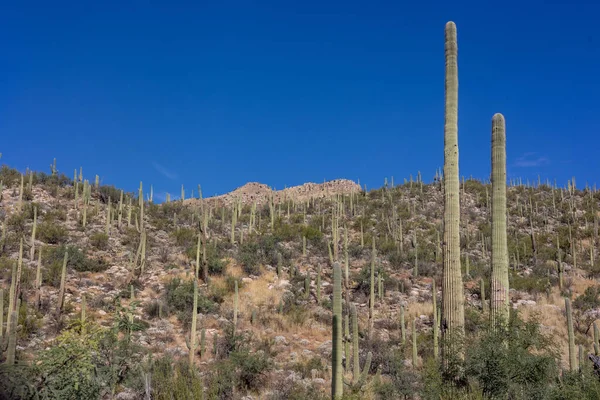 Μια Θέα Του Μεγάλου Saguaro Cactus Μια Ηλιόλουστη Μέρα Συννεφάκια — Φωτογραφία Αρχείου