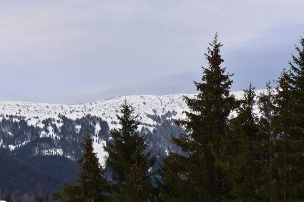 Wunderschöne Winterlandschaft Mit Schneebedeckten Bäumen — Stockfoto