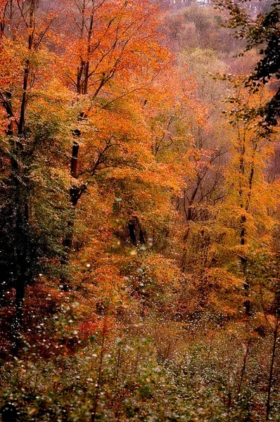 Vertikal Bild Skog Hösten — Stockfoto