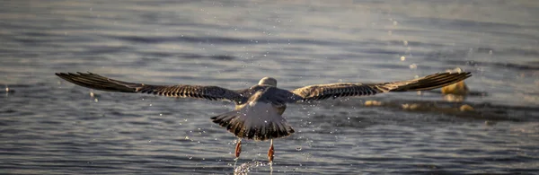 一只海鸥在海面上飞来飞去寻找食物 — 图库照片