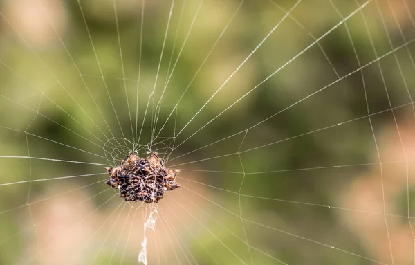 一只令人毛骨悚然的蜘蛛爬在一个被自然模糊的背景隔离的网络上 — 图库照片