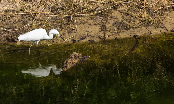 Uma Garça Branca Lago Lagoa Primavera — Fotografia de Stock