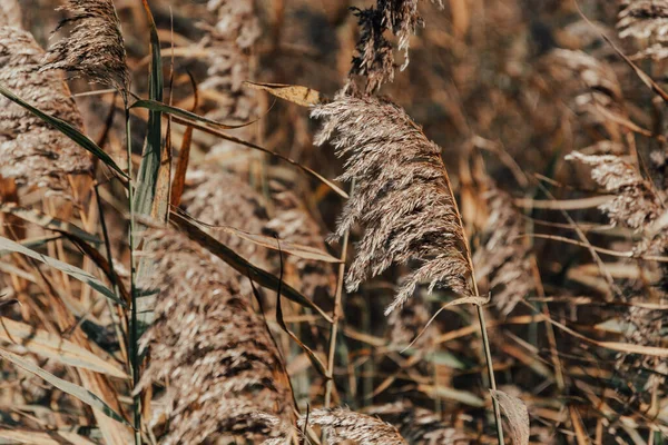 フィールド内の葦の植物の種子の耳のクローズアップ中性色の写真 — ストック写真