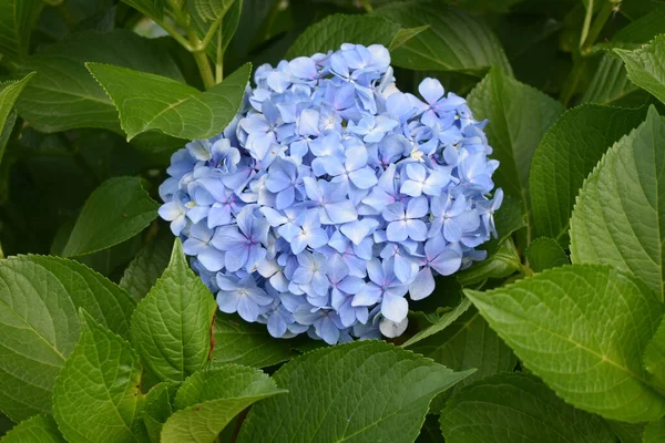 Yeşil Yapraklarla Çevrili Açık Mavi Büyük Yapraklı Bir Ortanca Çiçeği — Stok fotoğraf