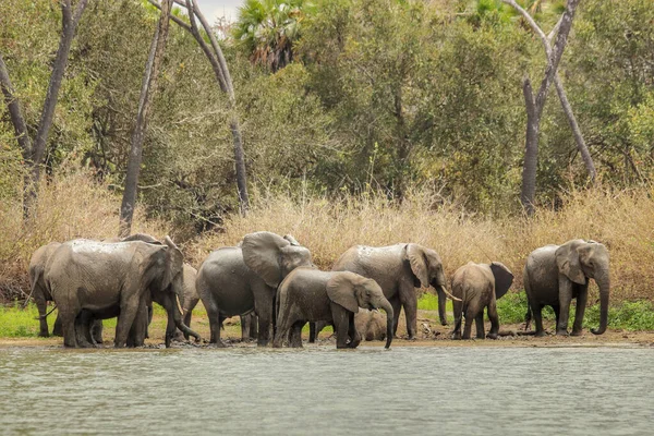 Uma Manada Elefantes Safári Tanzânia Selous Game Reserve — Fotografia de Stock