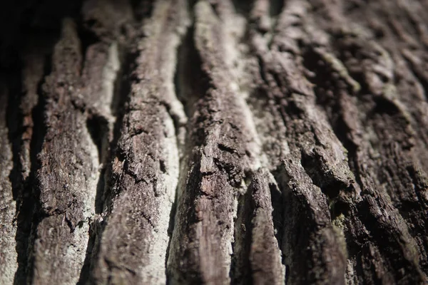 Close Casca Árvore Desgastada — Fotografia de Stock