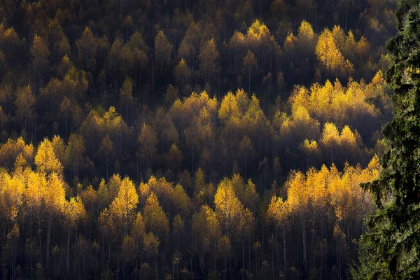 Krásná Podzimní Krajina Les Pestrobarevnými Stromy — Stock fotografie