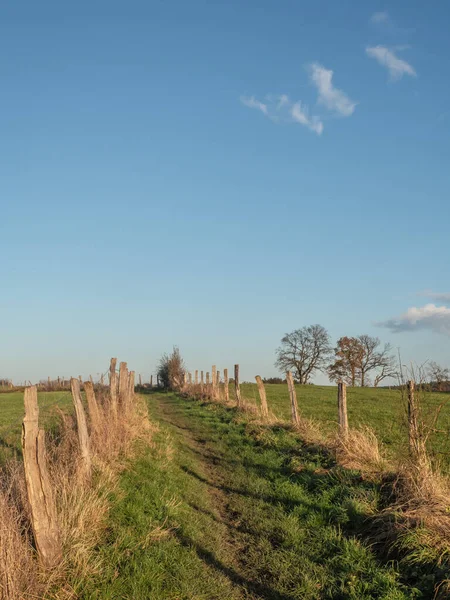 Bellissimo Paesaggio Con Albero Campo — Foto Stock