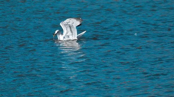 Goéland Bec Cerclé Attrapant Des Poissons Dans Lac Sous Lumière — Photo